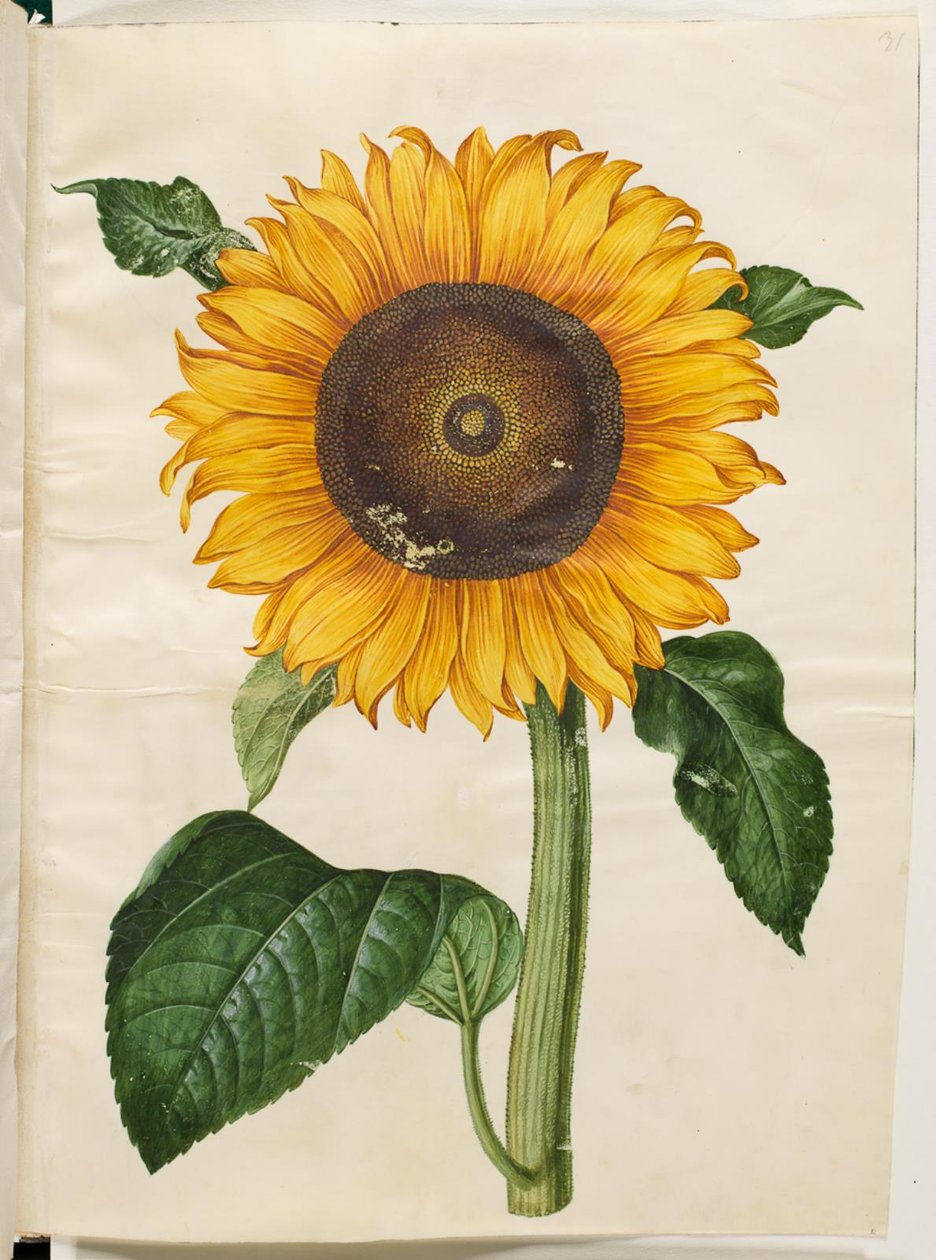 Helianthus annuus (girassol comum) de Hans Simon Holtzbecker