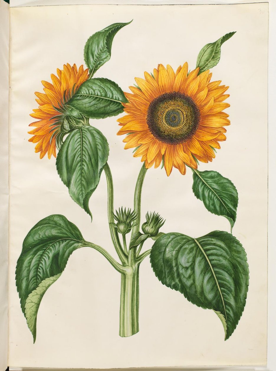 Helianthus annuus (girassol comum) de Hans Simon Holtzbecker