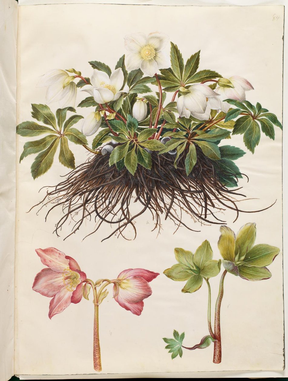 Helleborus niger (rosa de Natal comum) de Hans Simon Holtzbecker