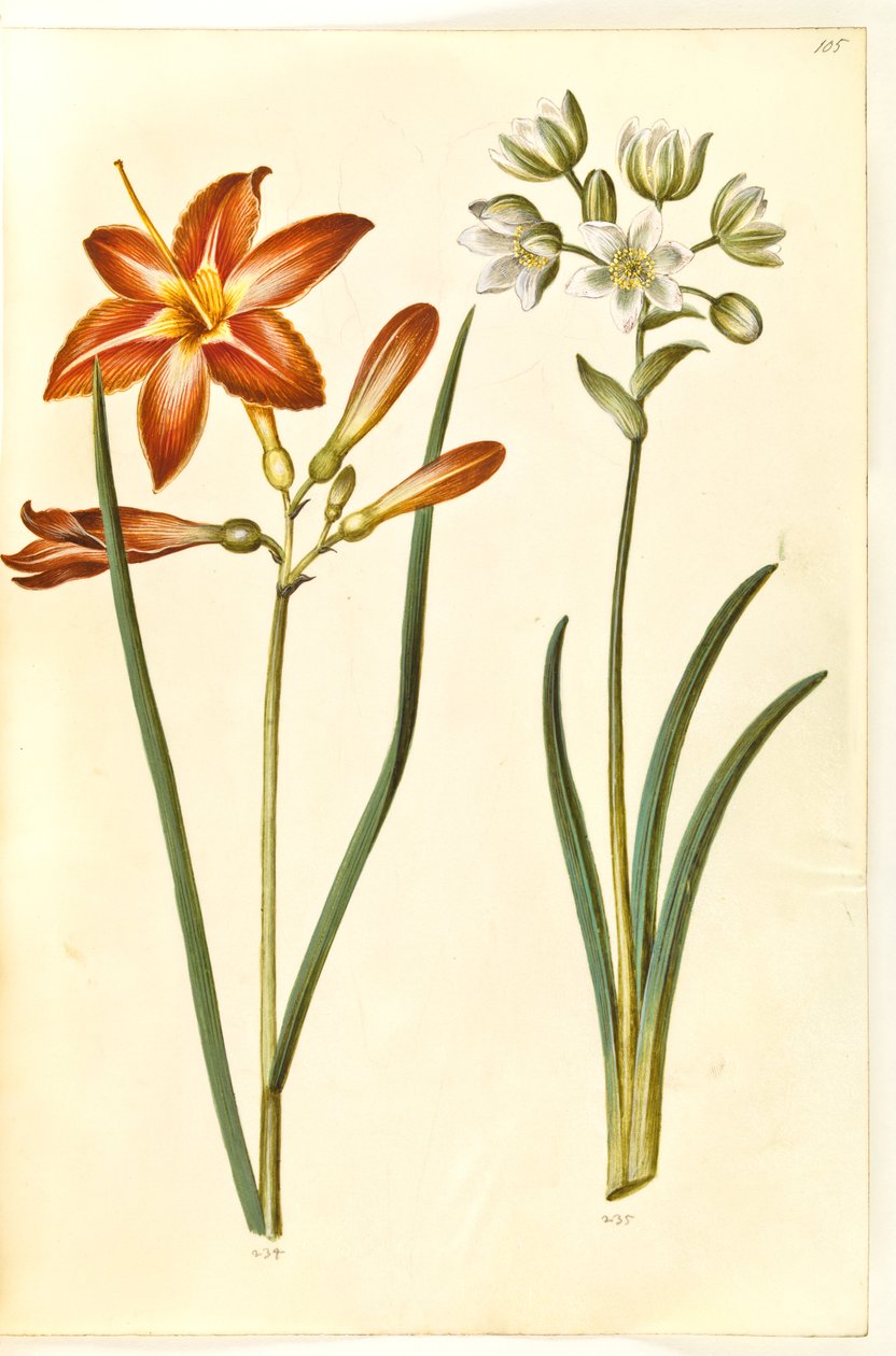 Hemerocallis fulva (brun daglije); Ornithogalum arabicum (mælkestjerne) de Hans Simon Holtzbecker