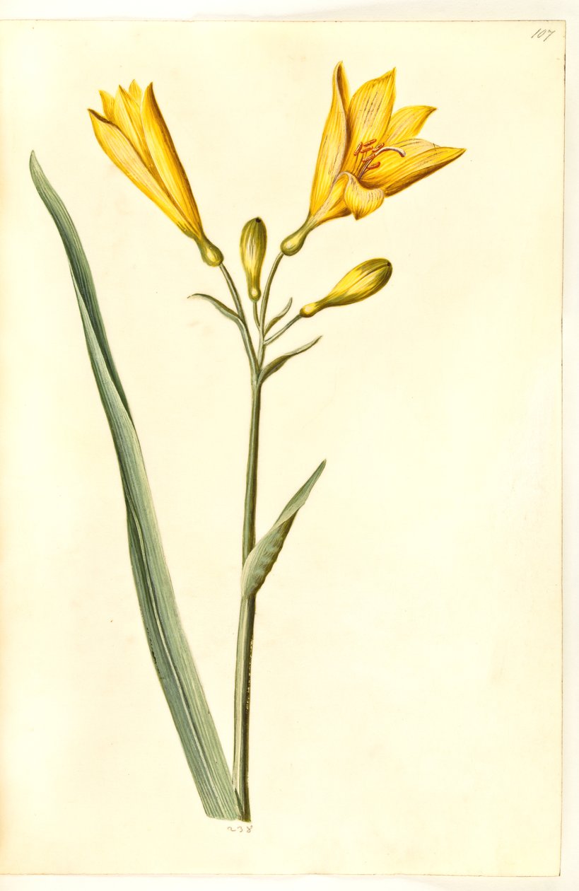 Hemerocallis lilioasphodelus (gul daglilje) de Hans Simon Holtzbecker