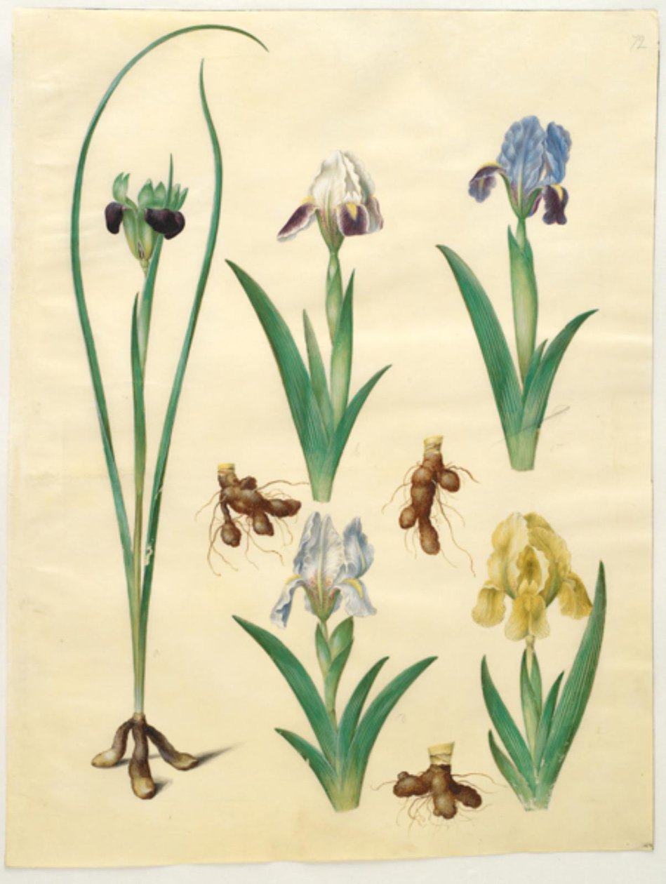 Hermodactylus tuberosus (dedo de Hermes); Iris pumila (íris baixa) ou Iris lutescens (íris anã) de Hans Simon Holtzbecker