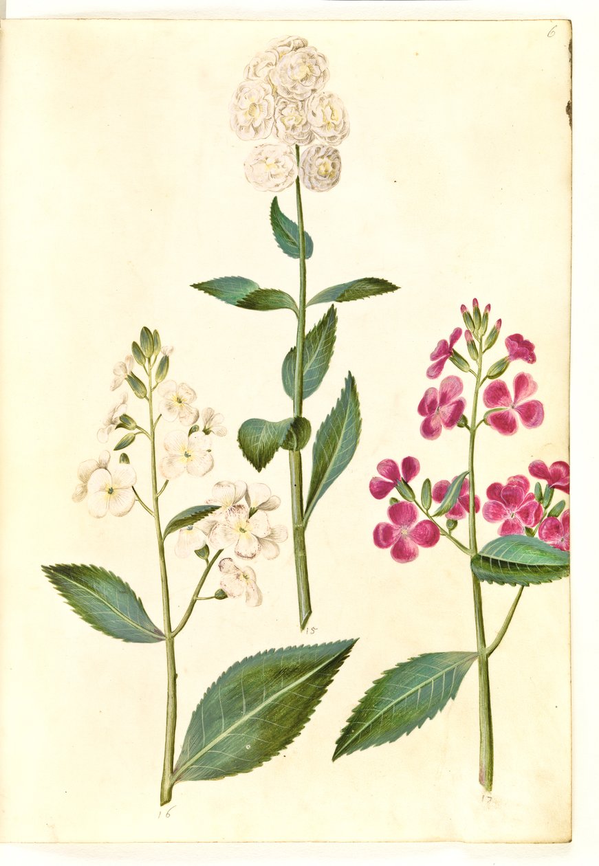 Hesperis matronalis (estrela da noite comum) de Hans Simon Holtzbecker