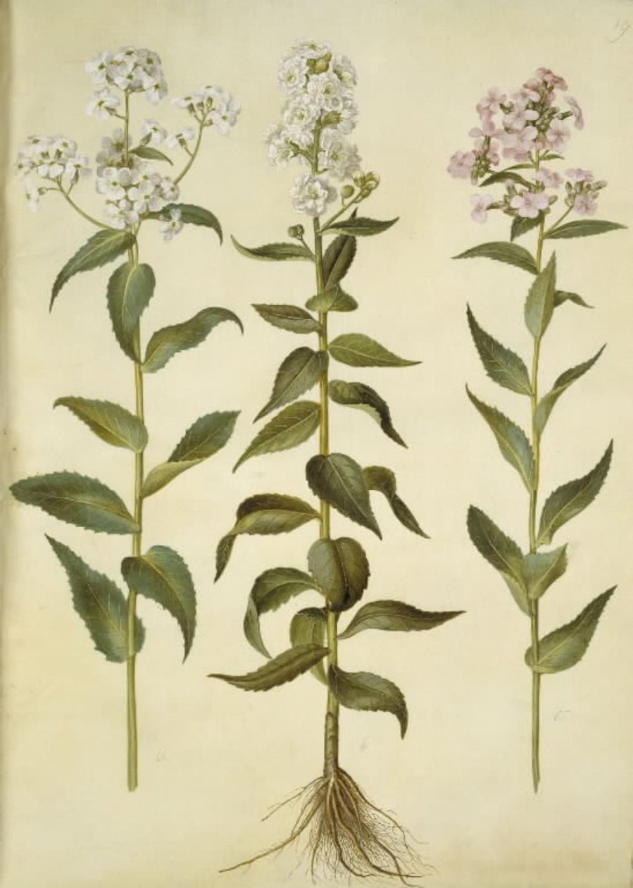 Hesperis matronalis (estrela da noite comum) de Hans Simon Holtzbecker