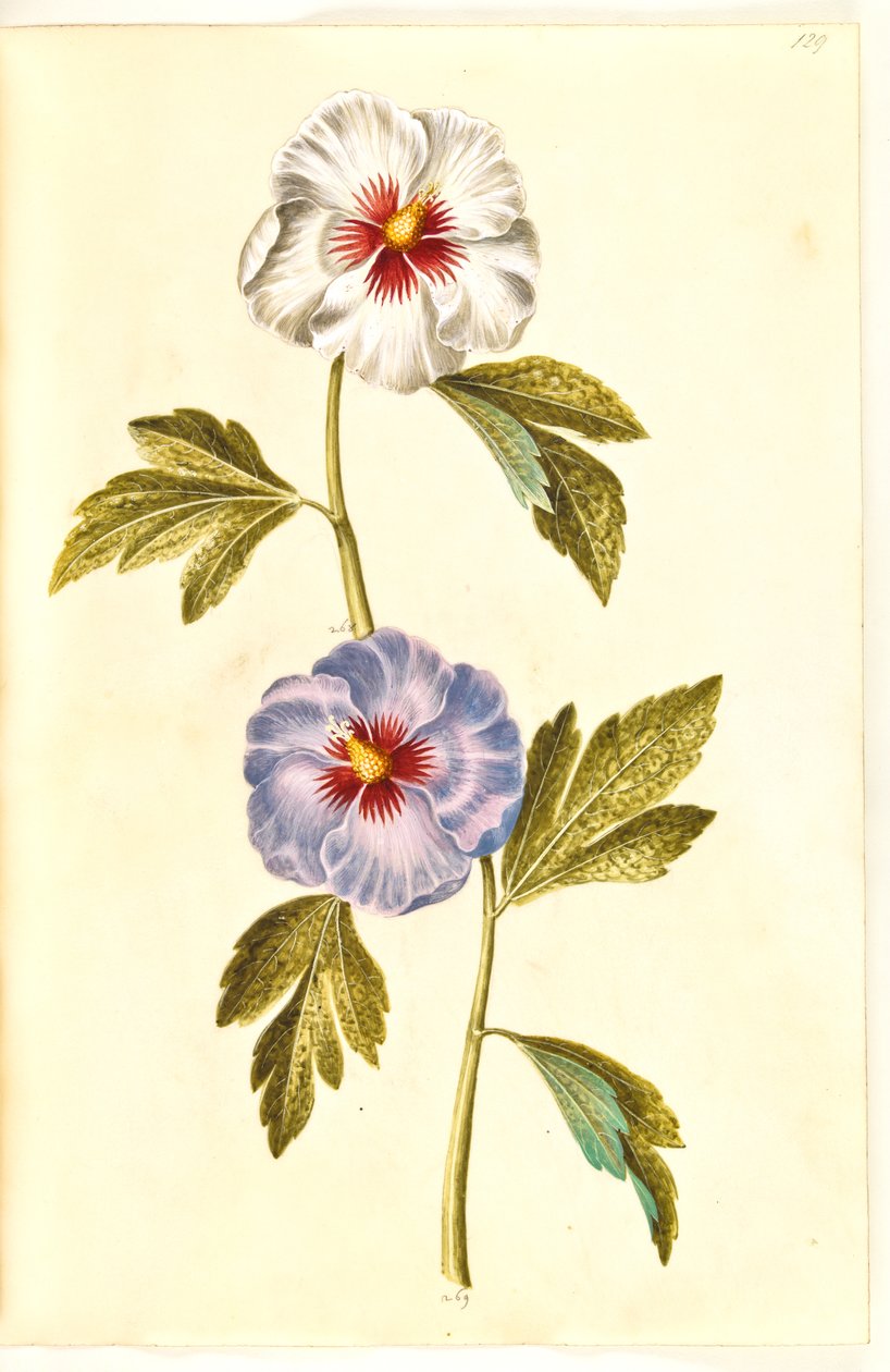 Hibiscus syriacus (rosa síria) de Hans Simon Holtzbecker