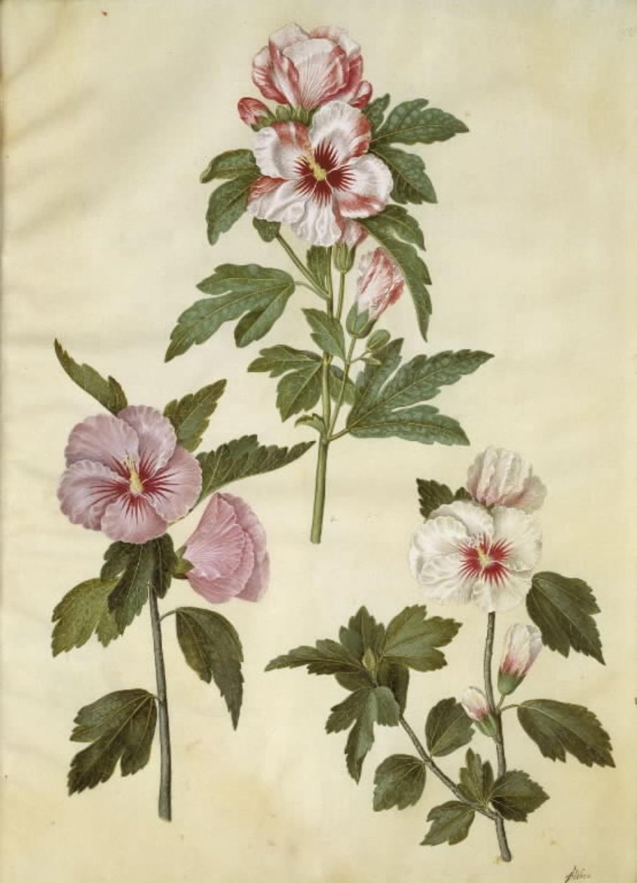 Hibiscus syriacus (rosa síria) de Hans Simon Holtzbecker