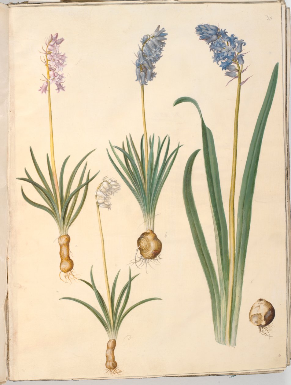 Hyacinthoides non-scripta (campânula comum); Hyacinthoides hispanica (campânula espanhola) de Hans Simon Holtzbecker