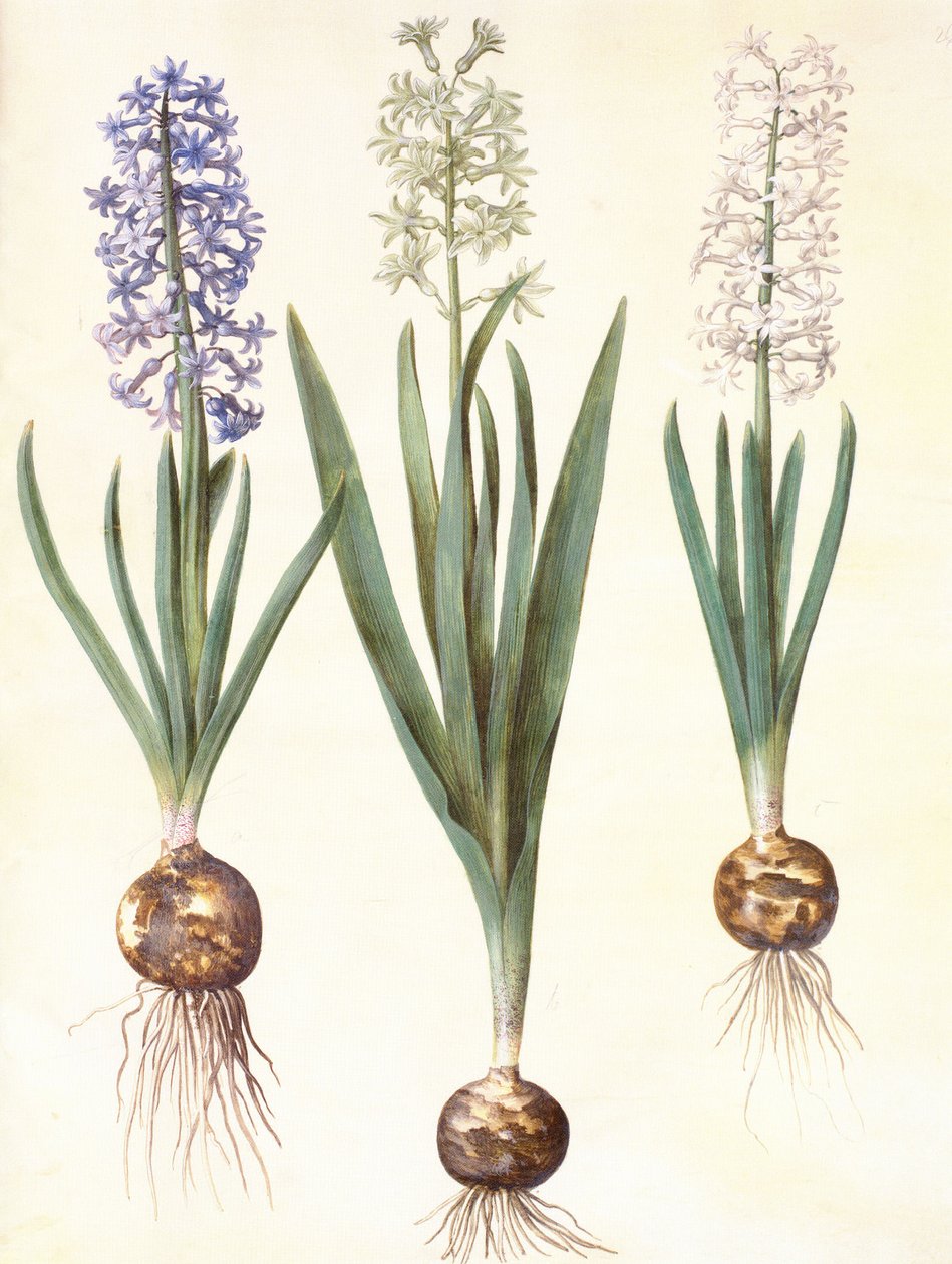 Hyacinthoides orientalis simp et pl de Hans Simon Holtzbecker
