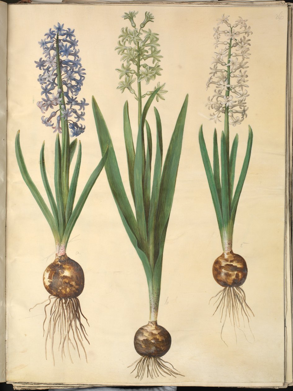 Jacinto Oriental (Jacinto Almindelig) de Hans Simon Holtzbecker
