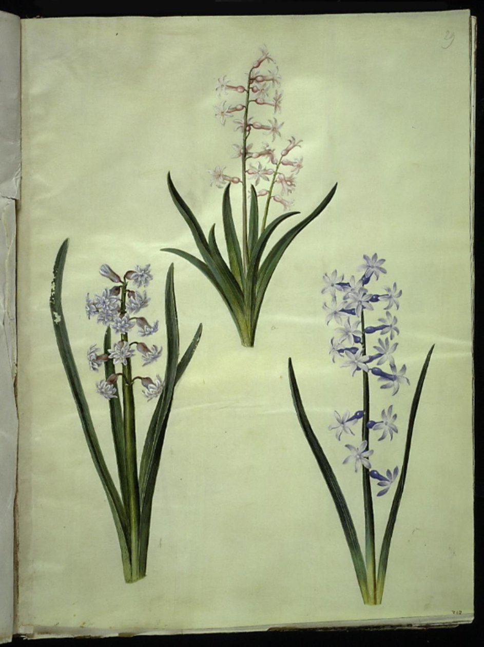 Jacinto Oriental (Jacinto Almindelig) de Hans Simon Holtzbecker