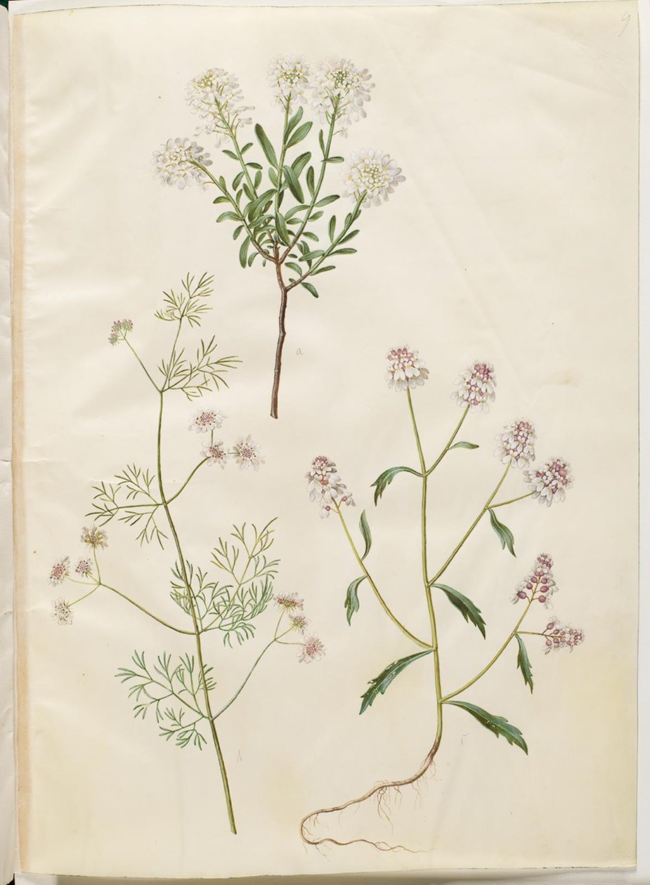 Iberis sempervirens (travesseiro de neve); Coriandrum sativum (coentro comum); Iberis amara (flor amarga do arco) de Hans Simon Holtzbecker