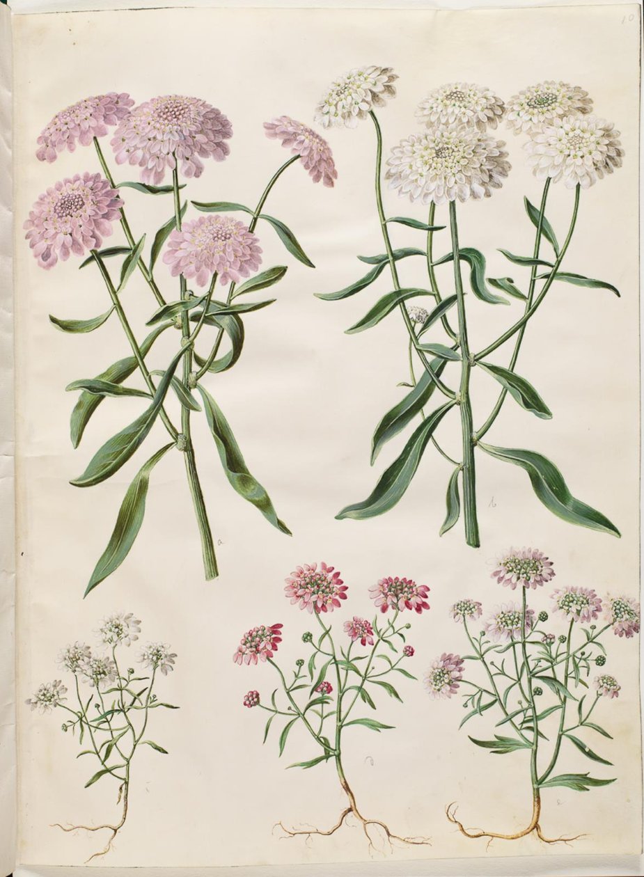 Iberis umbellata (flor de arco-íris); Iberis amara (flor amarga do arco) de Hans Simon Holtzbecker