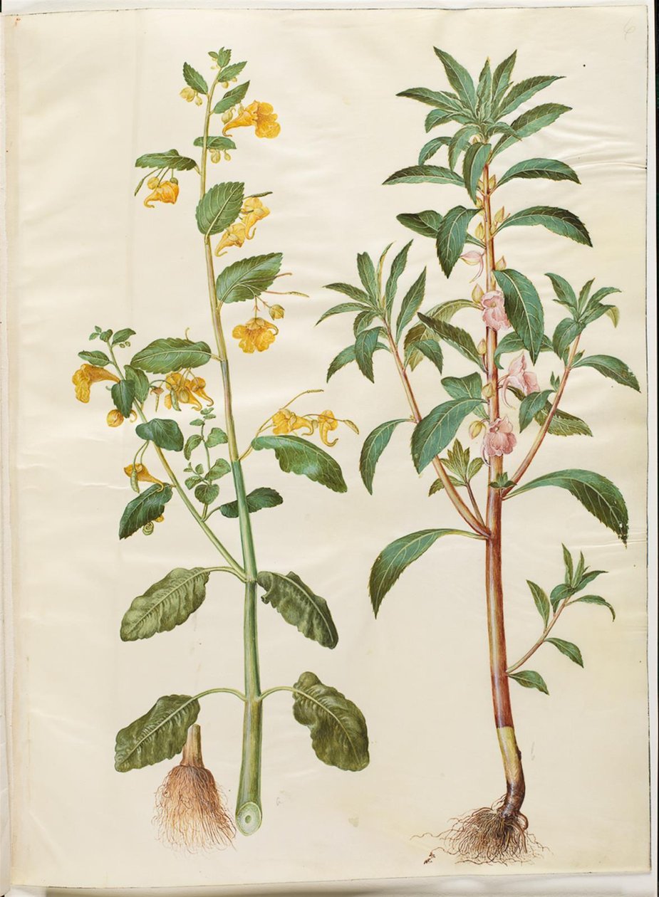 Impatiens noli-tangere (bálsamo de primavera); Impatiens balsamina (have-balsam) de Hans Simon Holtzbecker