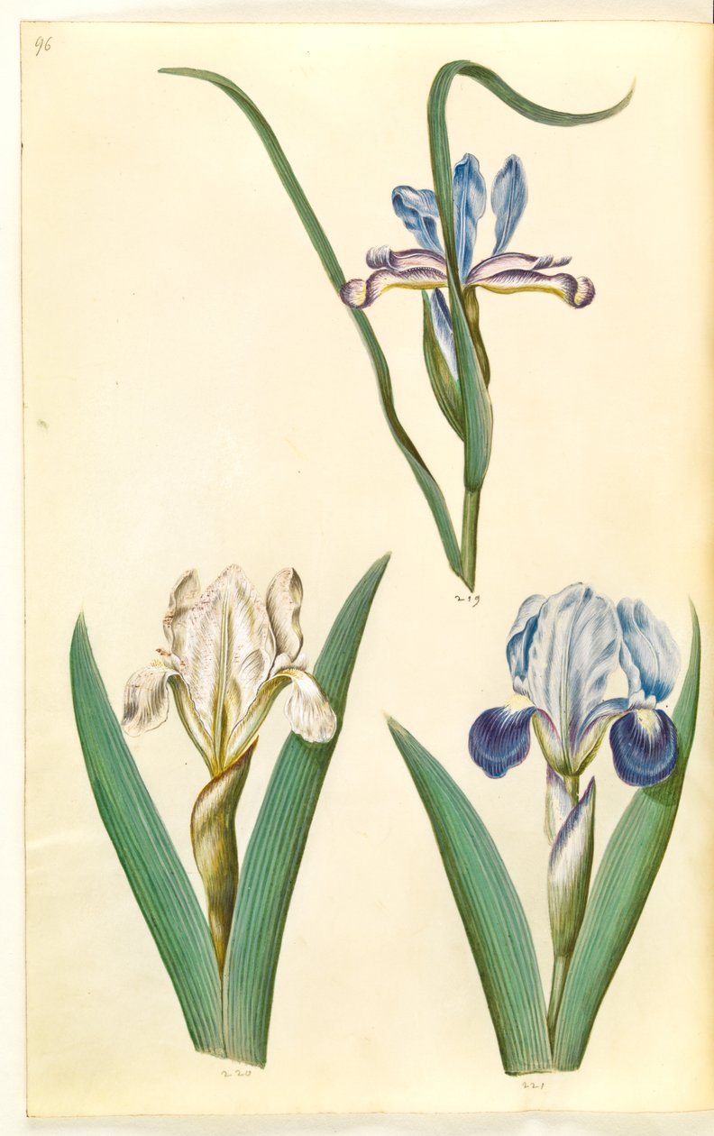 Iris graminea (íris com folhas de grama); Iris lutescens ou Iris pumila (?) (íris anã ou íris baixa) de Hans Simon Holtzbecker