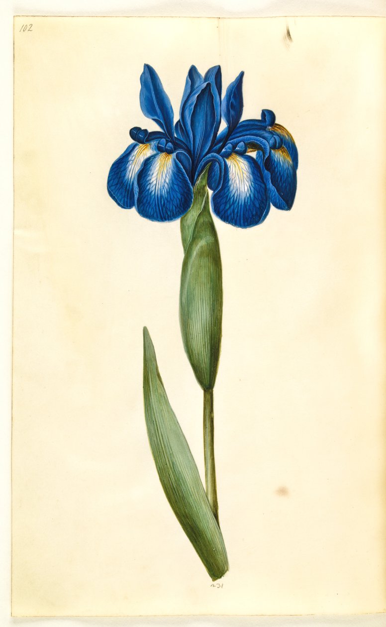 Iris latifolia (Iris inglesa) de Hans Simon Holtzbecker
