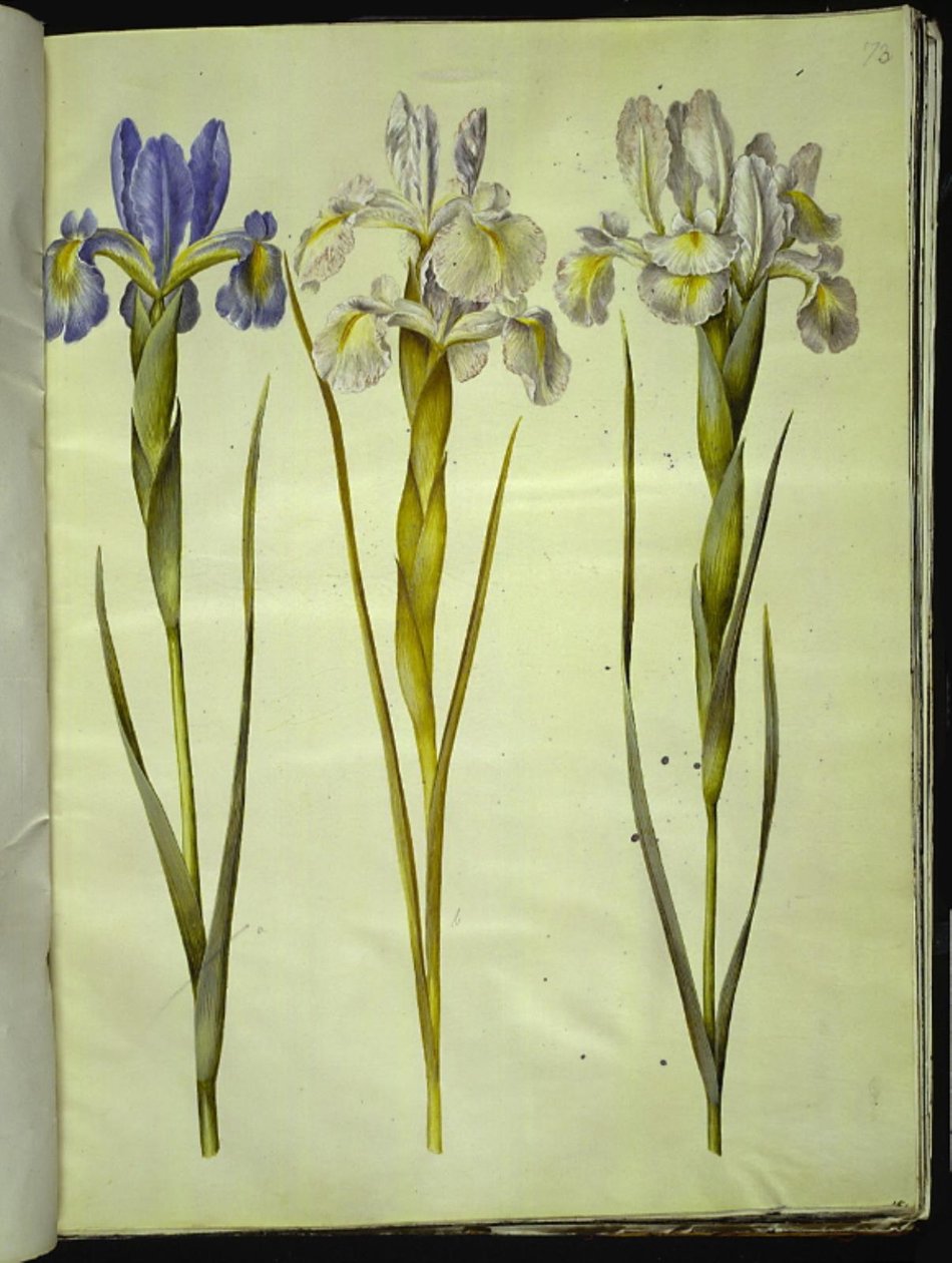 Iris latifolia (Iris inglesa) de Hans Simon Holtzbecker