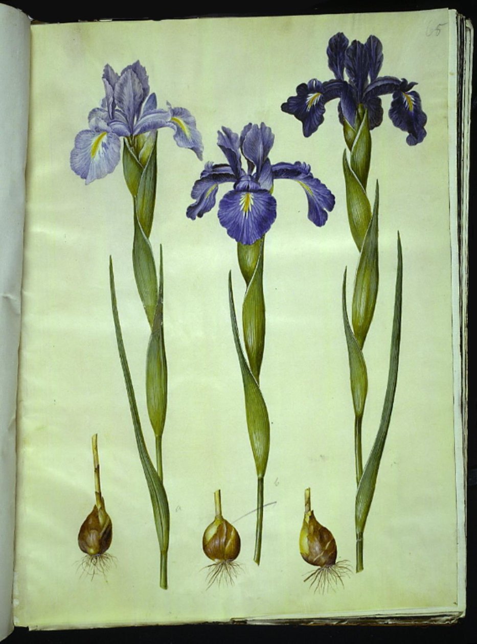 Iris latifolia (Iris inglesa) de Hans Simon Holtzbecker