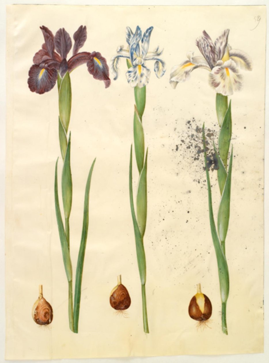 Iris latifolia (Iris inglesa) de Hans Simon Holtzbecker
