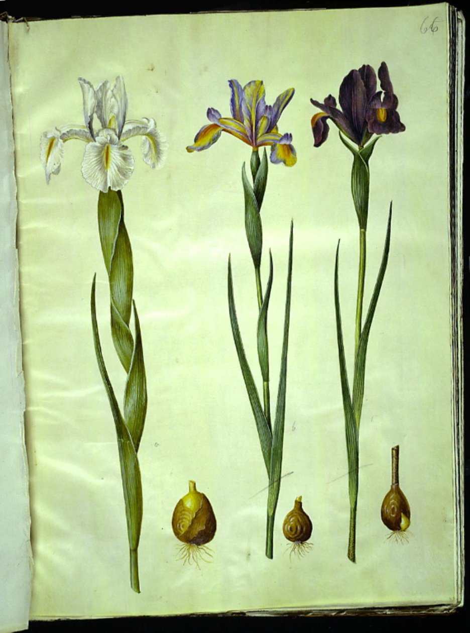 Iris latifolia (Iris inglesa); Iris xiphium (íris espanhola) de Hans Simon Holtzbecker