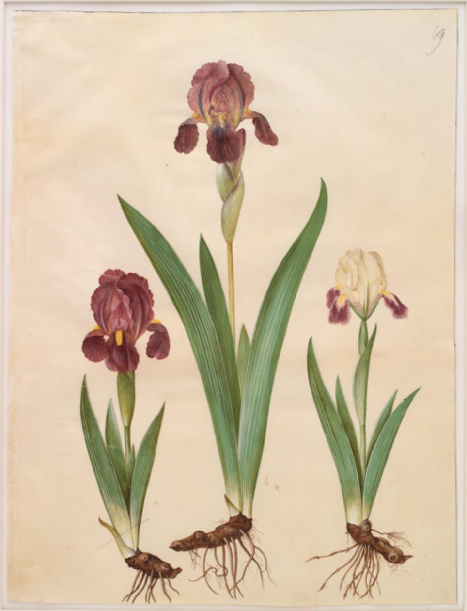 Iris ×lurida (íris-híbrido) de Hans Simon Holtzbecker