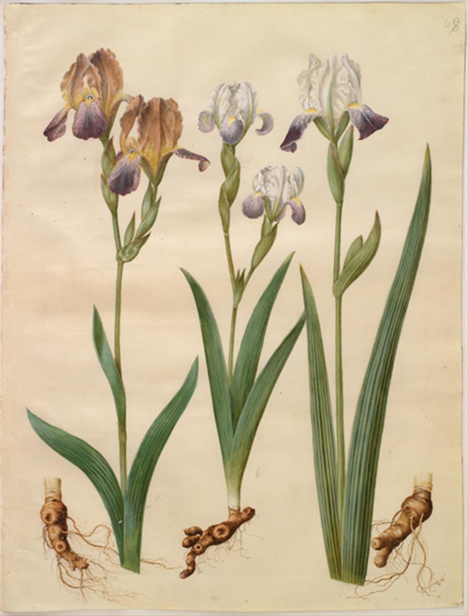 Íris ×sambucina (íris de prateleira); Iris ×amoena (híbrido de íris) de Hans Simon Holtzbecker