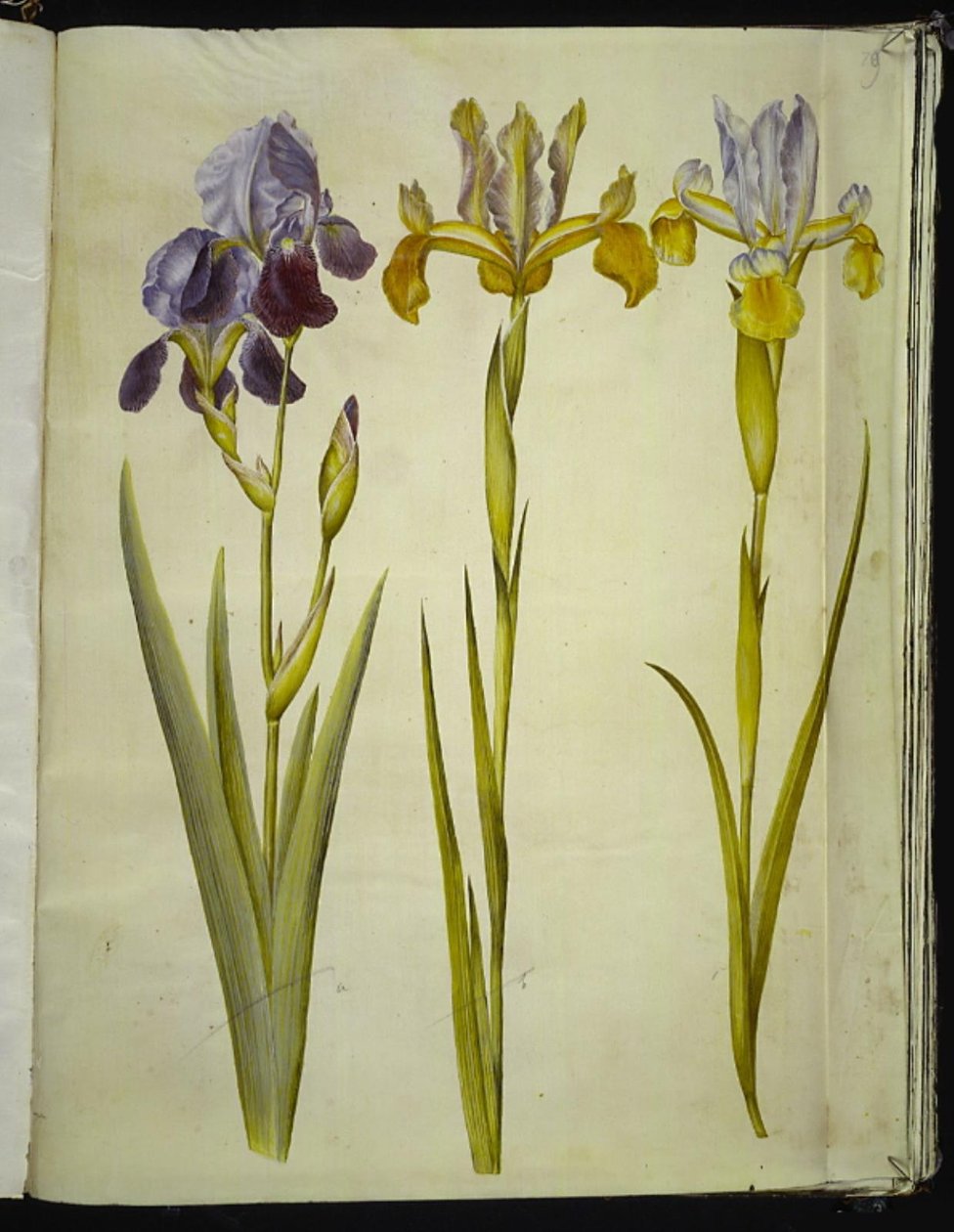 Íris ×sambucina (íris de prateleira); Iris latifolia (Iris inglesa) de Hans Simon Holtzbecker