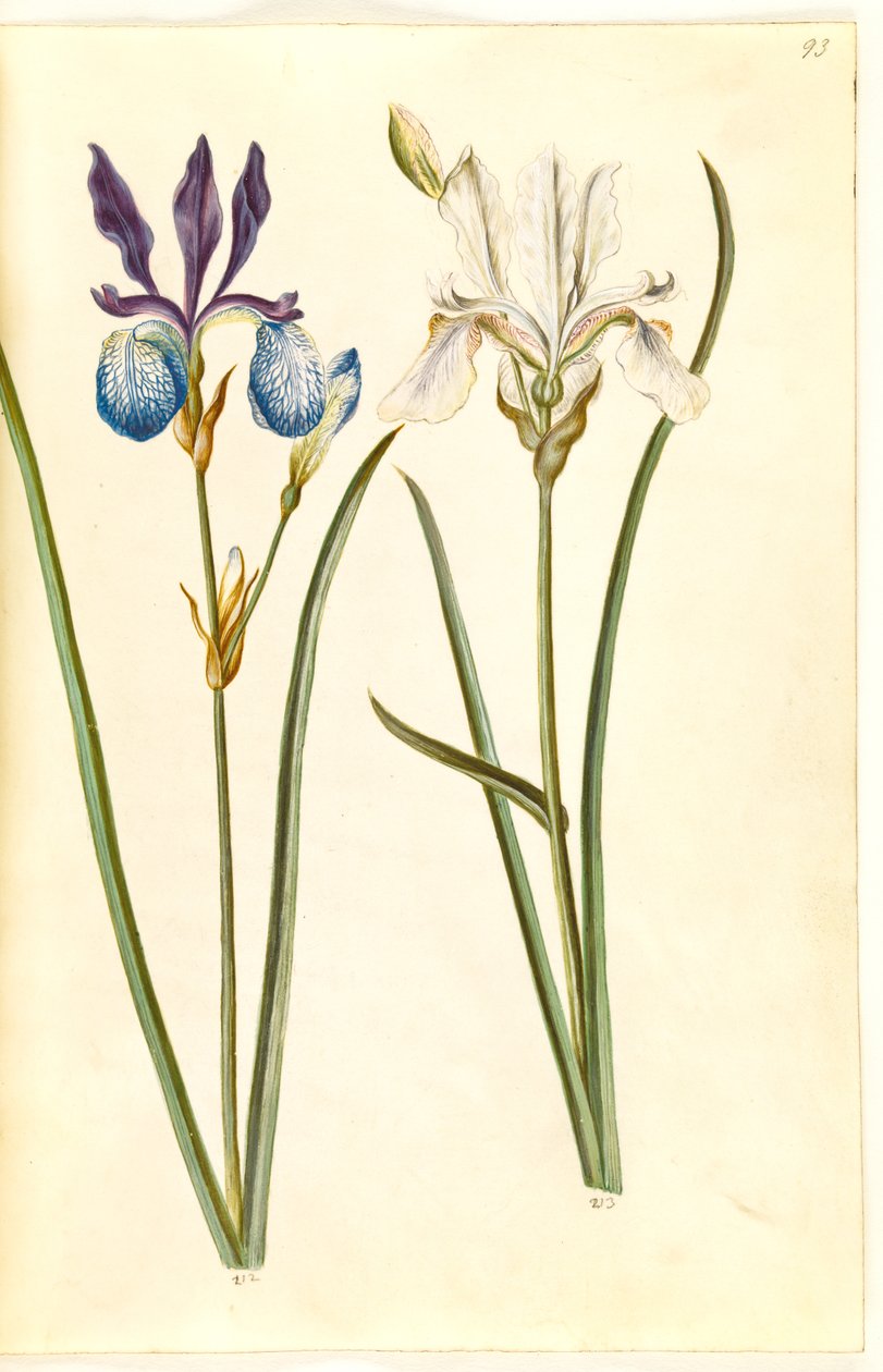 Iris sibirica (íris sibirisco) de Hans Simon Holtzbecker