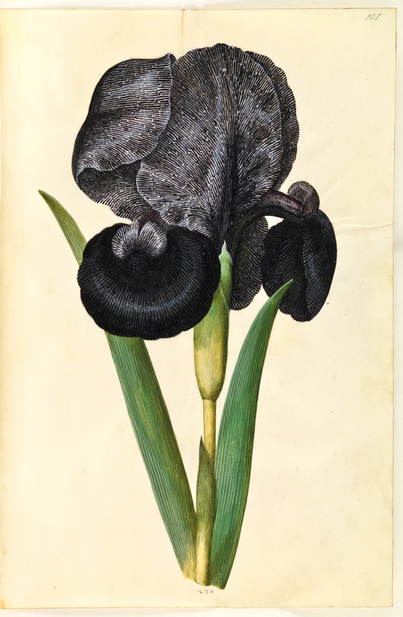 Iris susiana (íris de luto) de Hans Simon Holtzbecker