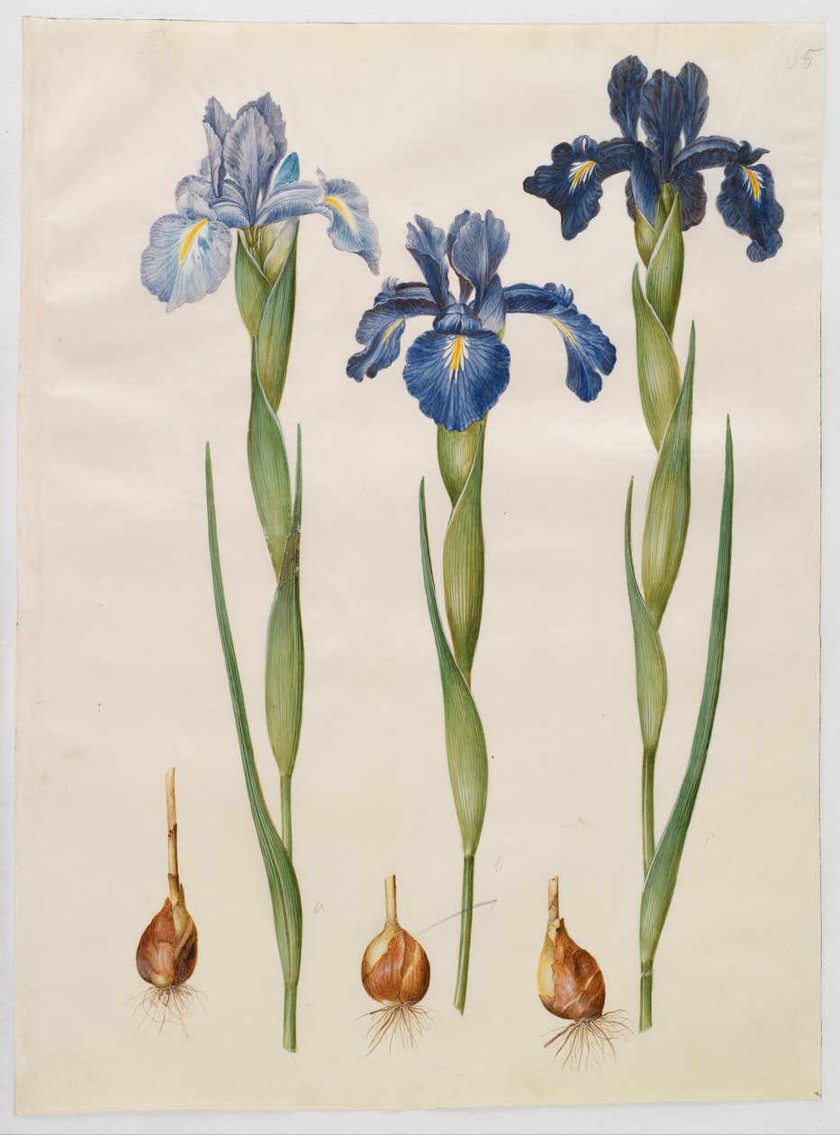 Iris xiphioides de Hans Simon Holtzbecker