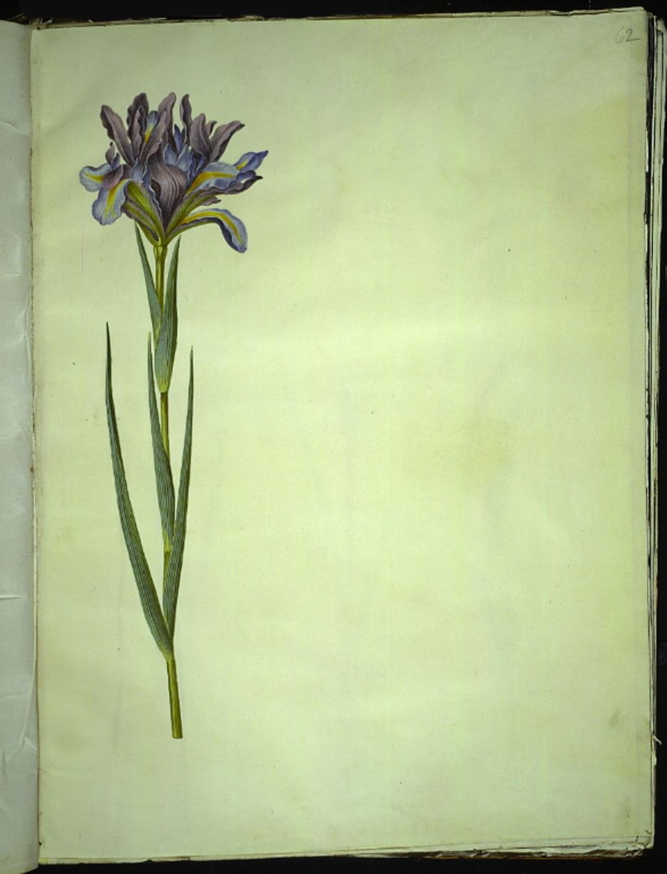 Iris xiphium (íris espanhola) de Hans Simon Holtzbecker