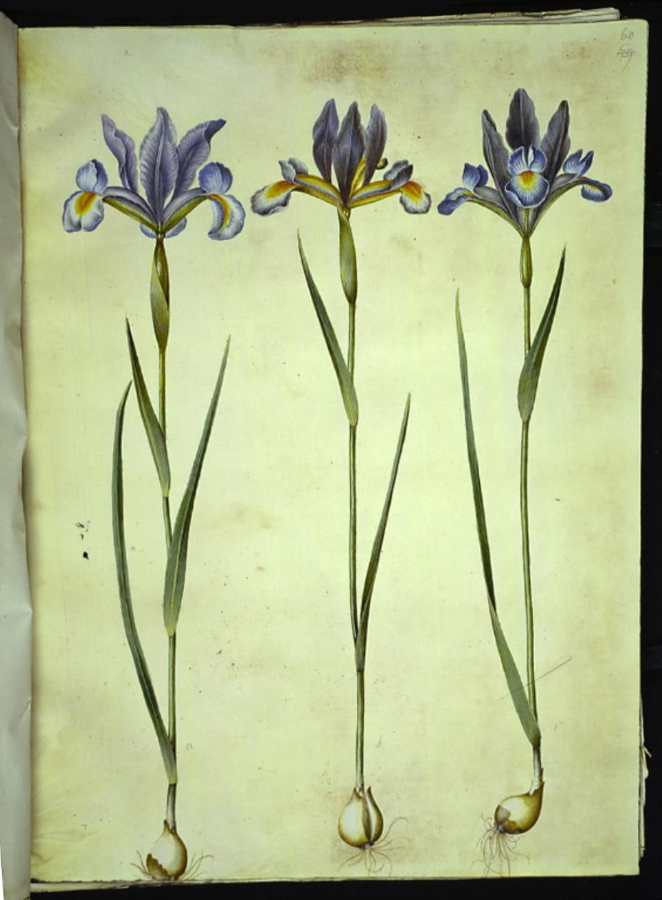 Iris xiphium (íris espanhola) de Hans Simon Holtzbecker