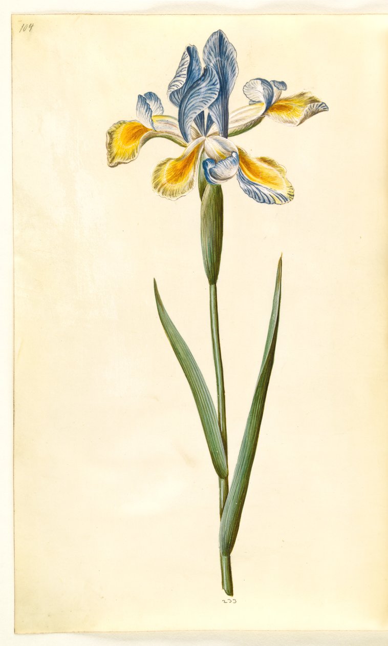 Iris xiphium (íris espanhola) de Hans Simon Holtzbecker
