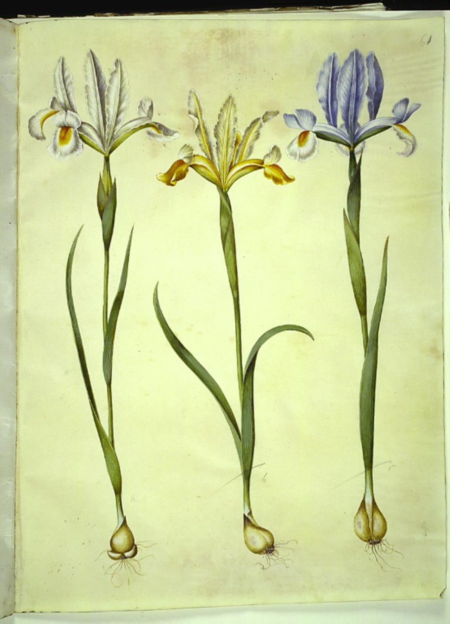 Iris xiphium (íris espanhola) ou Iris latifolia (íris inglesa); Iris xiphium (íris espanhola) de Hans Simon Holtzbecker