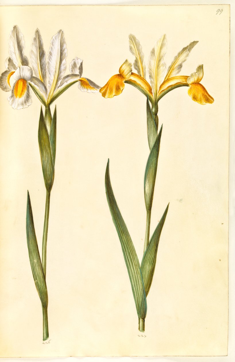 Iris xiphium, possivelmente Iris latifolia (?) (Íris espanhola ou íris inglesa) de Hans Simon Holtzbecker