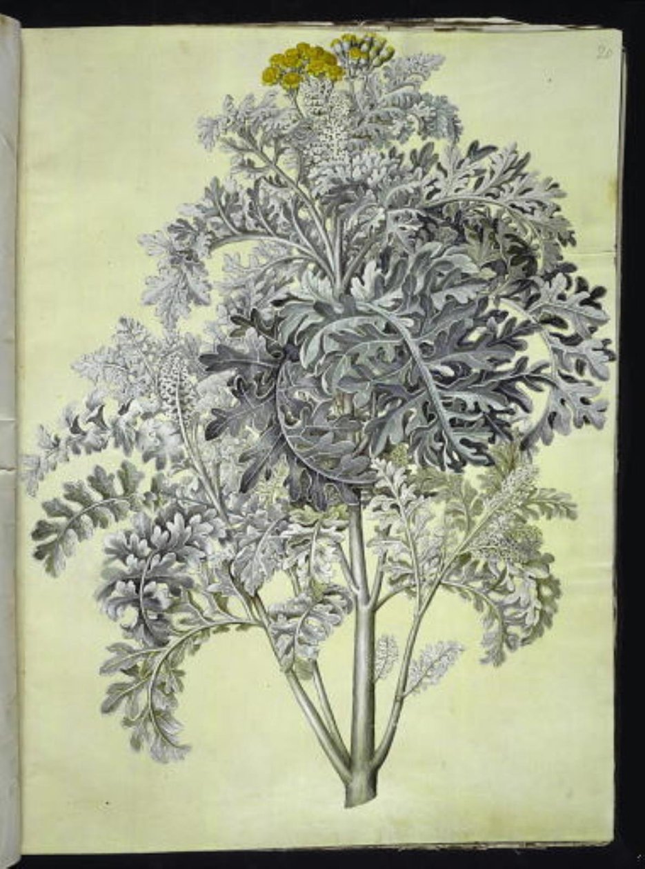 Jacobaea maritima (gråblad) de Hans Simon Holtzbecker