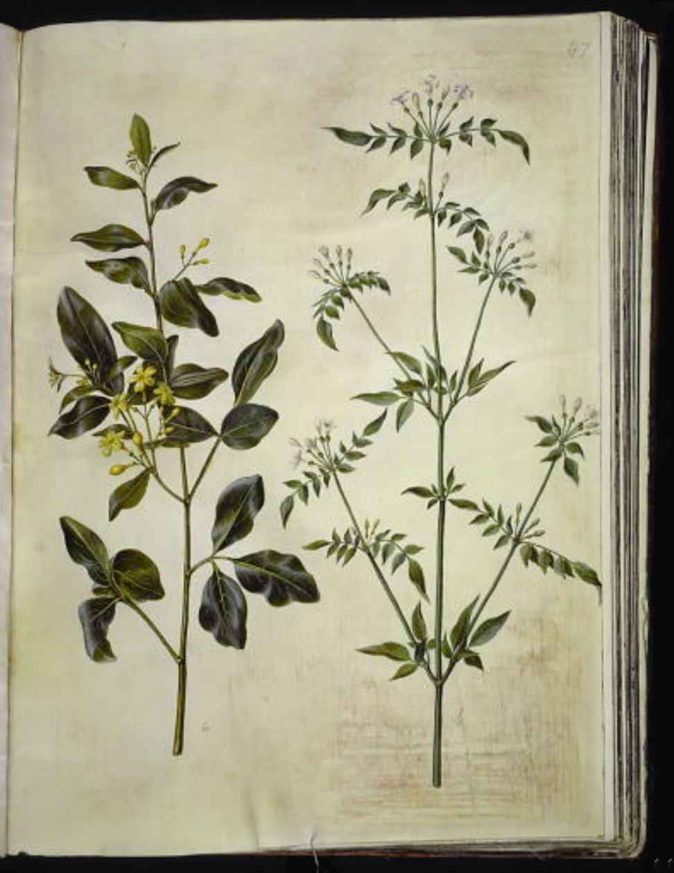Jasminum odoratissimus (estu-jasmim); Jasminum officinale (lege-jasmin) de Hans Simon Holtzbecker