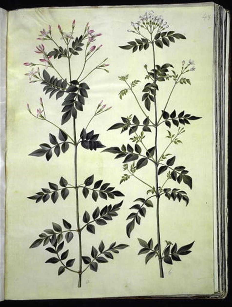 Jasminum officinale (Jasmim) de Hans Simon Holtzbecker