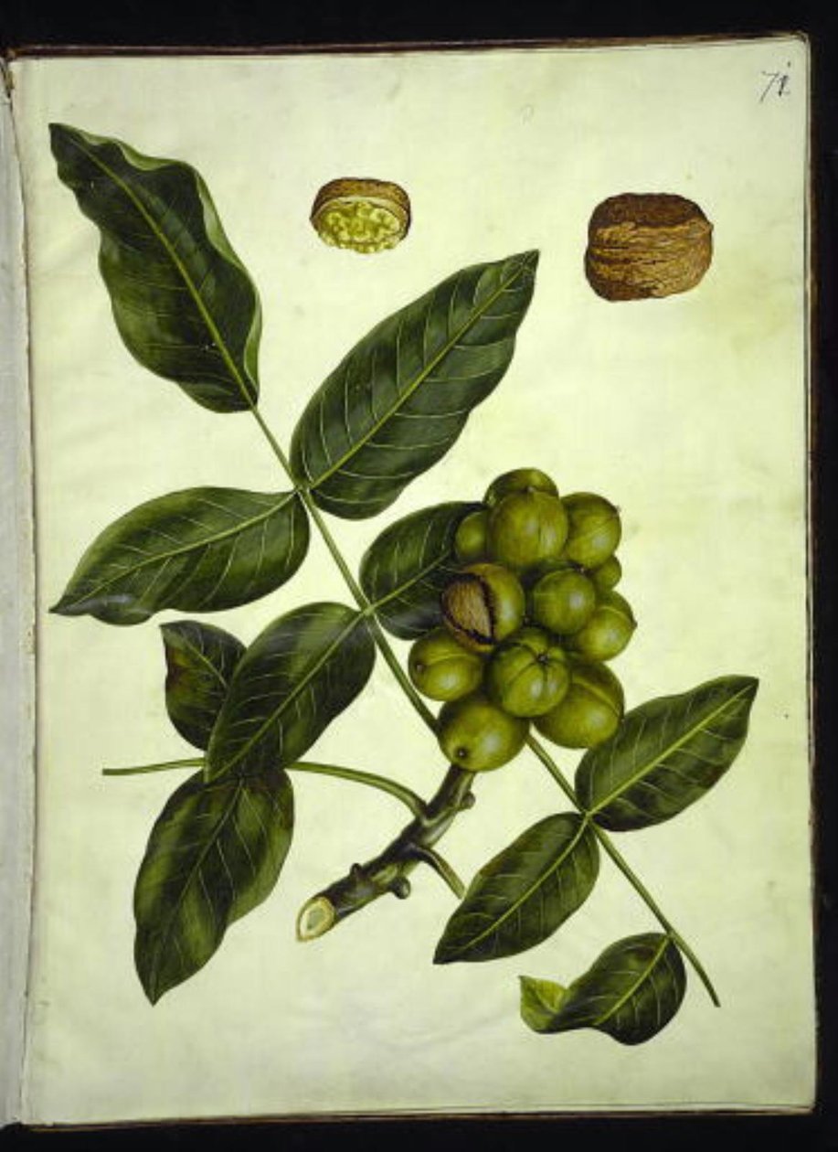 Juglans regia (noz comum) de Hans Simon Holtzbecker