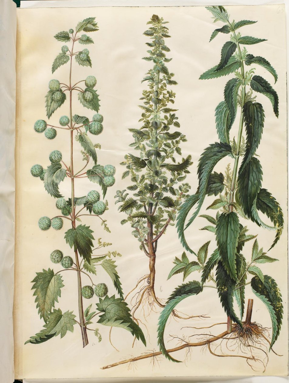 Kksgb2950/65 Urtiga (Neelde de Romersk); Urtiga ardente (liden nelde); Urtiga de Hans Simon Holtzbecker