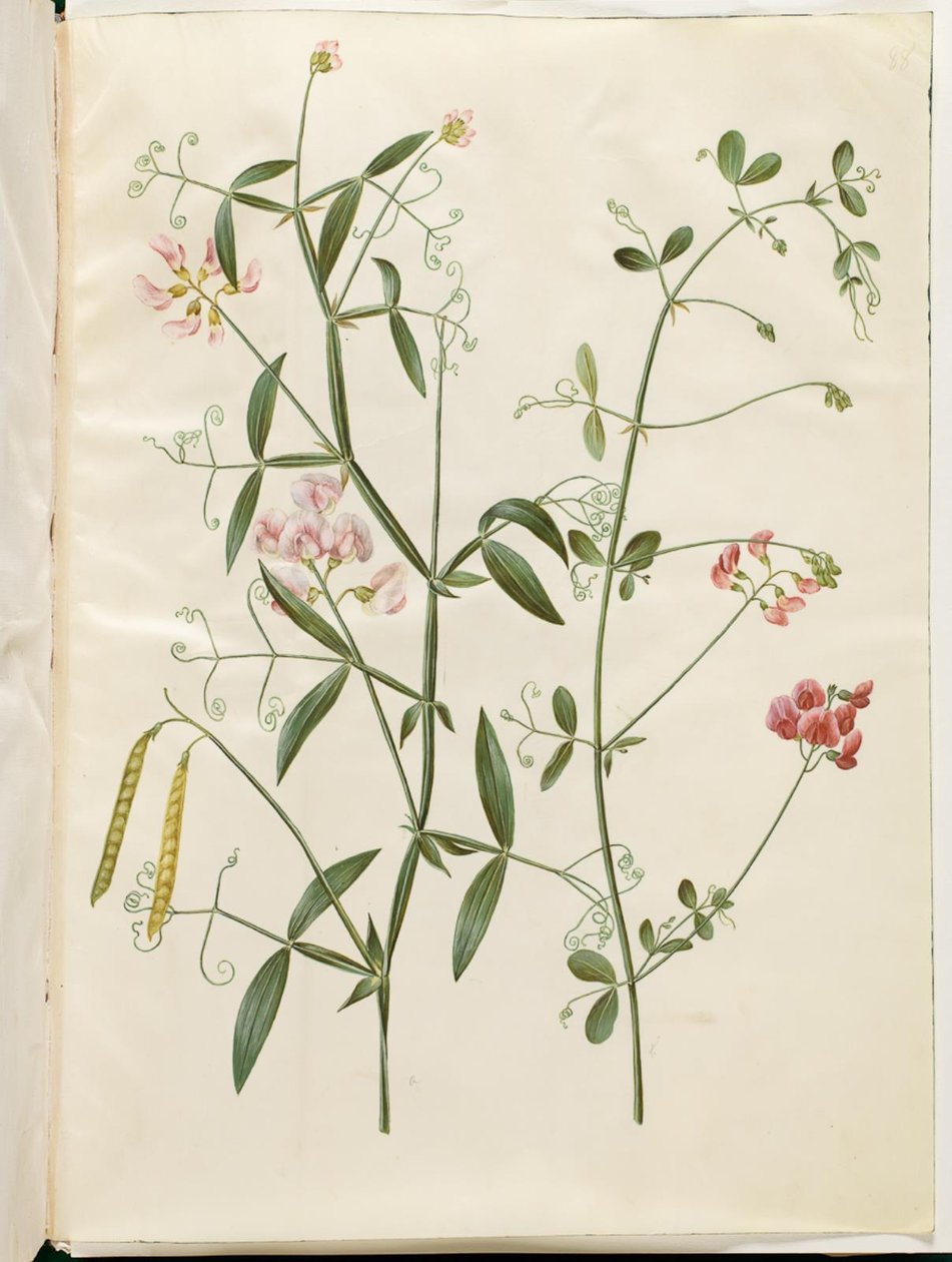 Lathyrus sylvestris (vagem plana da floresta); Lathyrus tuberosus (vagem plana de tubérculo) de Hans Simon Holtzbecker
