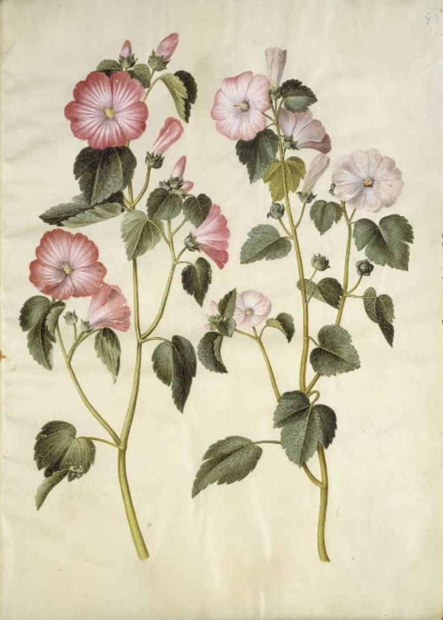 Lavatera trimestris (verme mameluco) de Hans Simon Holtzbecker