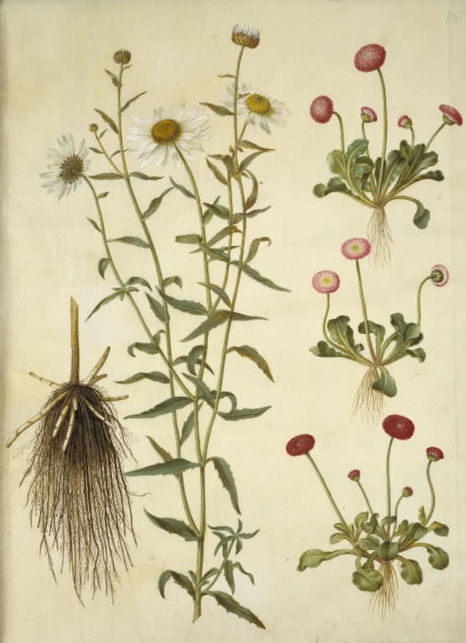 Leucanthemum vulgare (olho de boi branco); Bellis perennis (margarida comum) de Hans Simon Holtzbecker