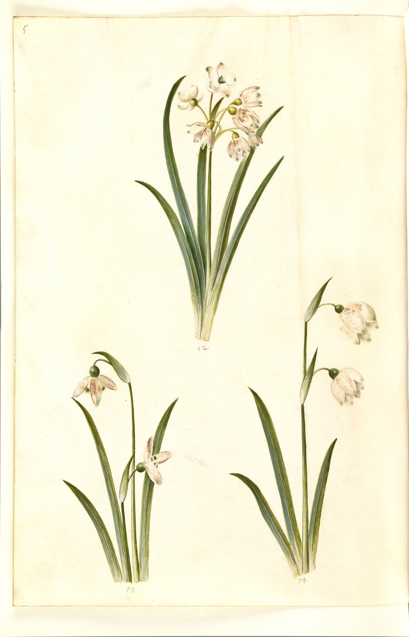 Leucojum aestivum (ameixa de verão); Galanthus nivalis (gota-de-neve comum); Leucojum vernum (lírio Dorotea) de Hans Simon Holtzbecker