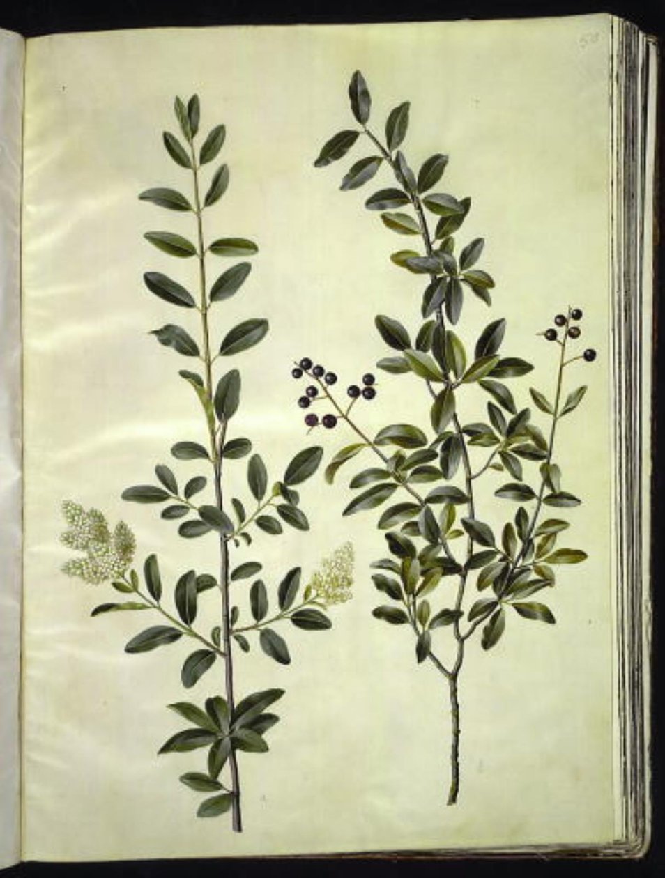 Ligustrum vulgare (ligustro comum) de Hans Simon Holtzbecker