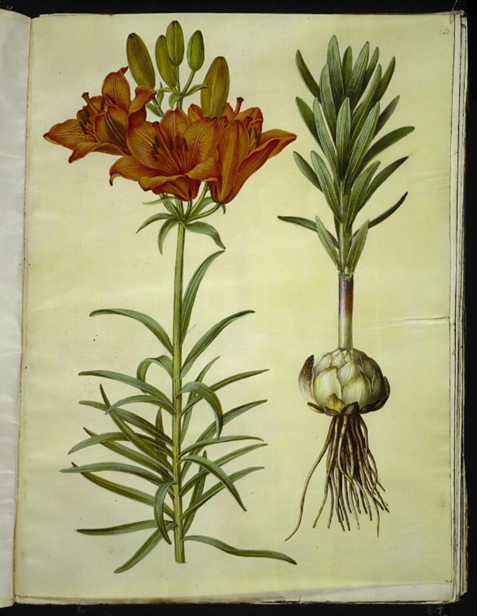 Lilium bulbiferum (lírio de fogo) de Hans Simon Holtzbecker