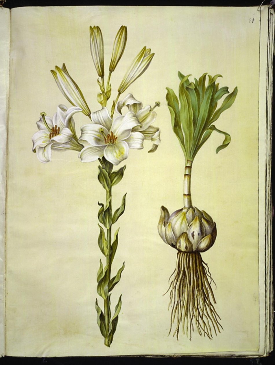 lírio branco (madonna-lilje) de Hans Simon Holtzbecker