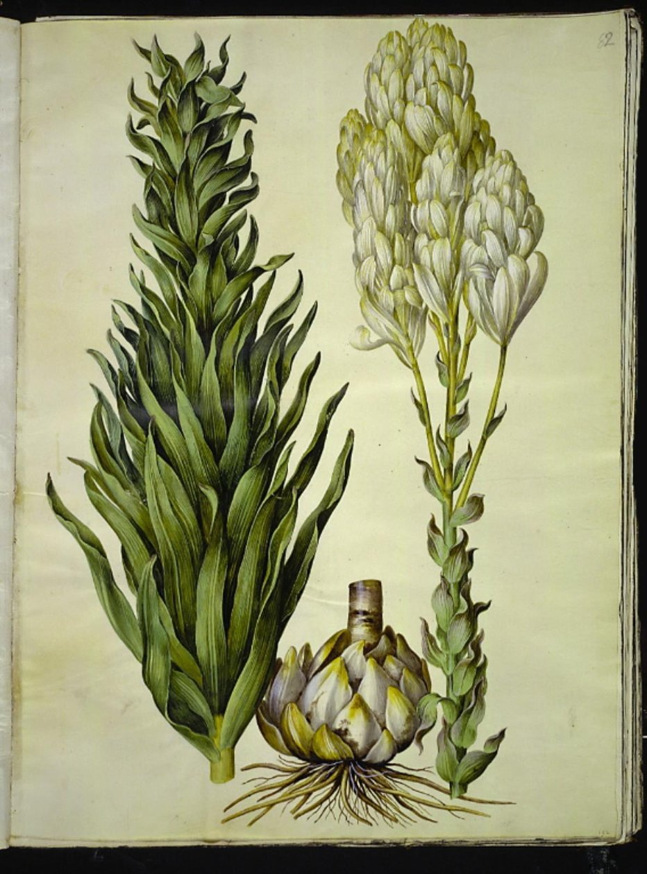 lírio branco (madonna-lilje) de Hans Simon Holtzbecker