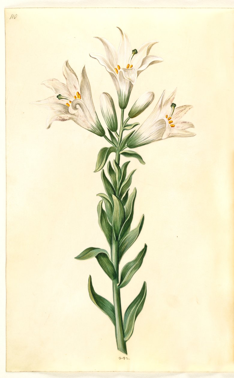 lírio branco (madonna-lilje) de Hans Simon Holtzbecker