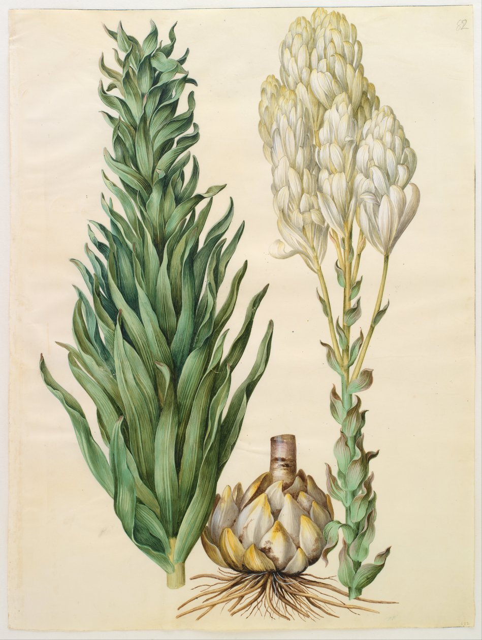 Lilium candidum monstrosum de Hans Simon Holtzbecker