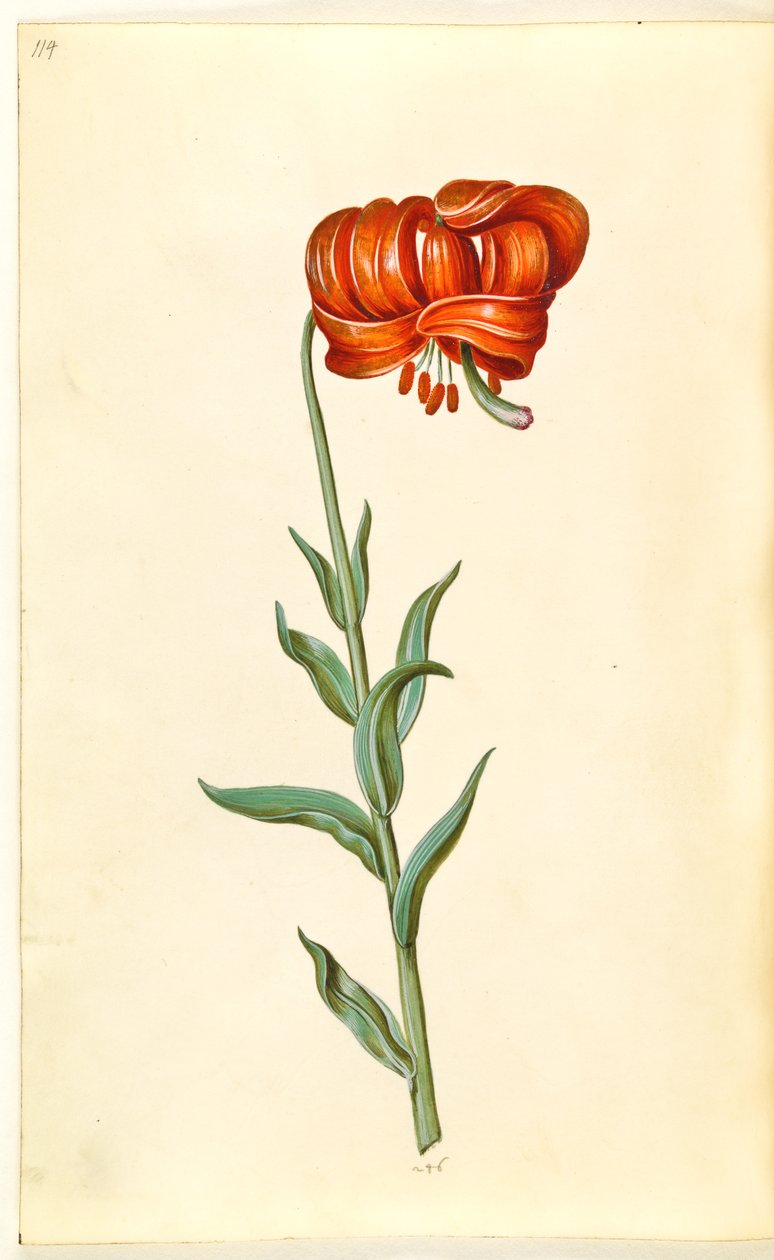 Lírio de calcedônia (rød turbanlilje) de Hans Simon Holtzbecker